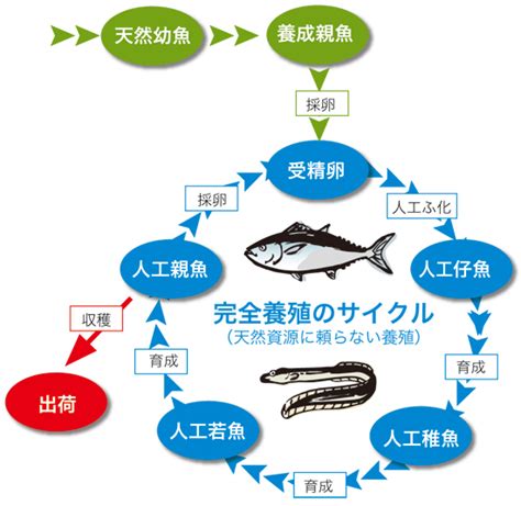 養殖方法|養殖漁業のメリット｜方法・種類や栽培漁業との違い 